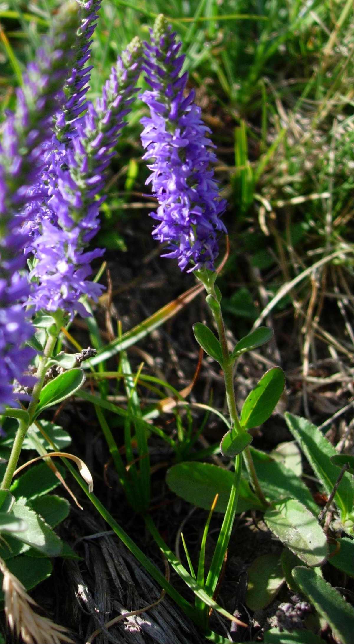 Veronica spicata